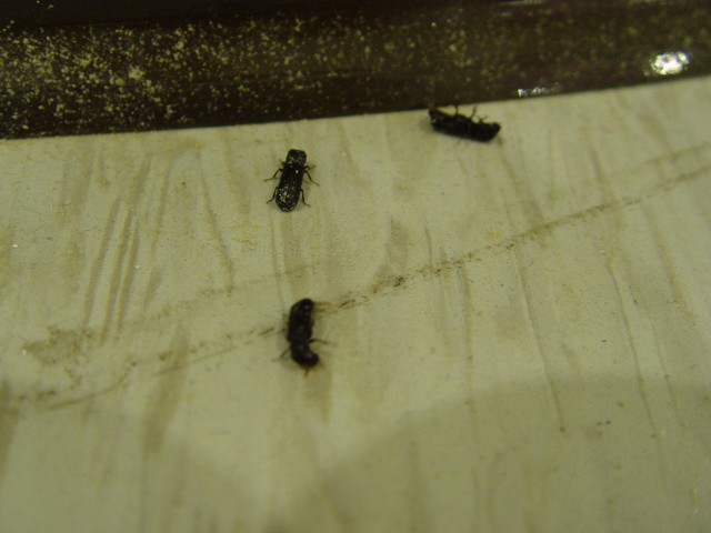 常見的木蠹蟲危害 : 3-3.55mm的圓形蟲孔-蟲體