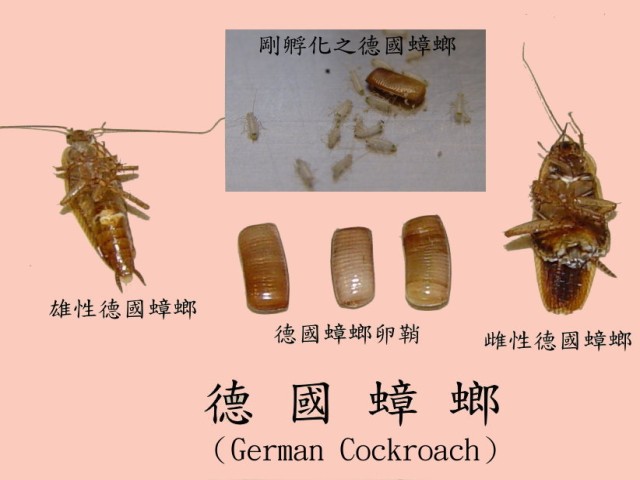 德國蟑螂的雌.雄及卵鞘