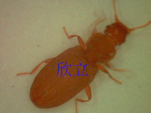 灰泥甲蟲(屬姬薪蟲科)體長約1.5mm